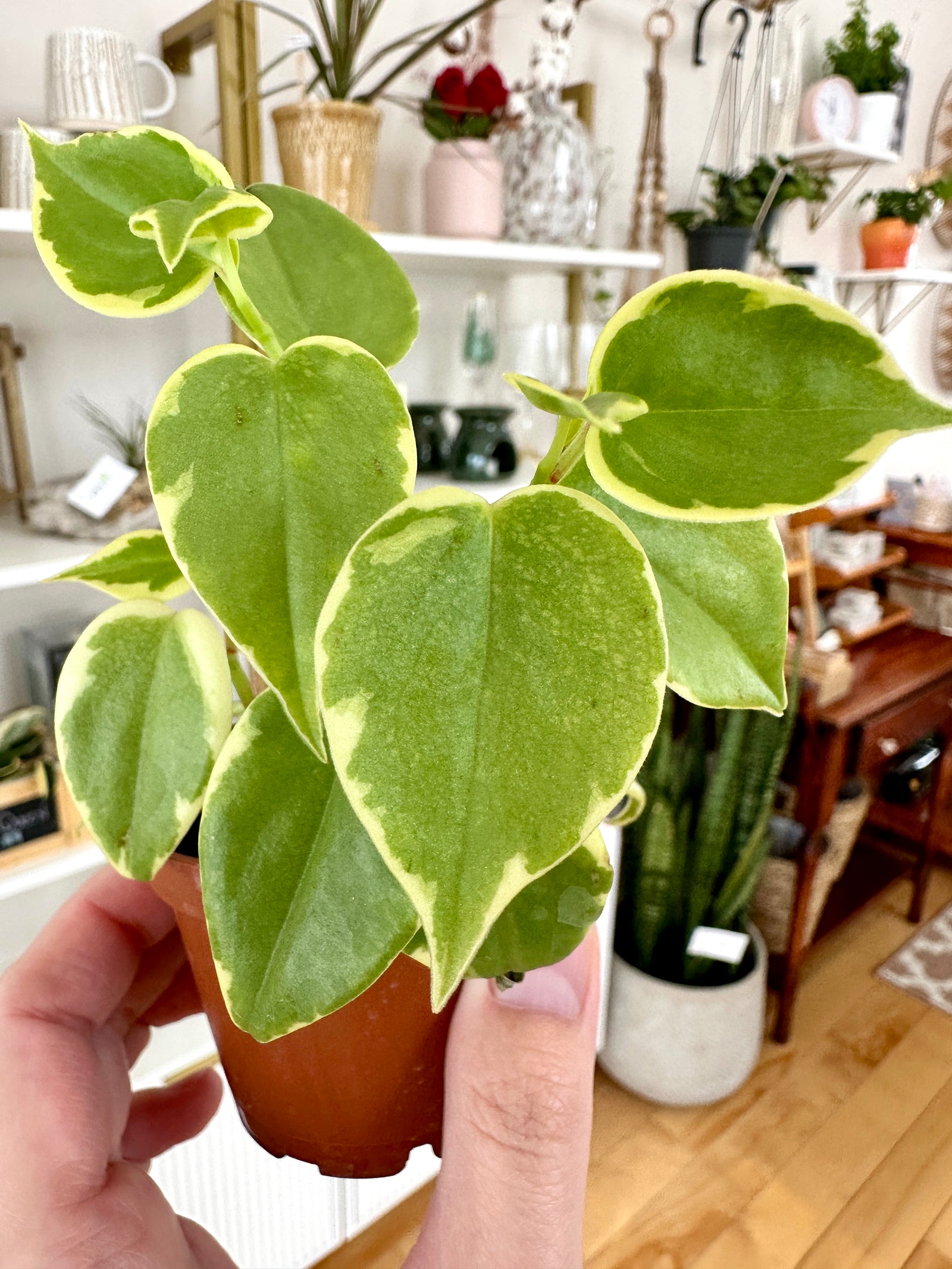 Peperomia scandens f. variegata
