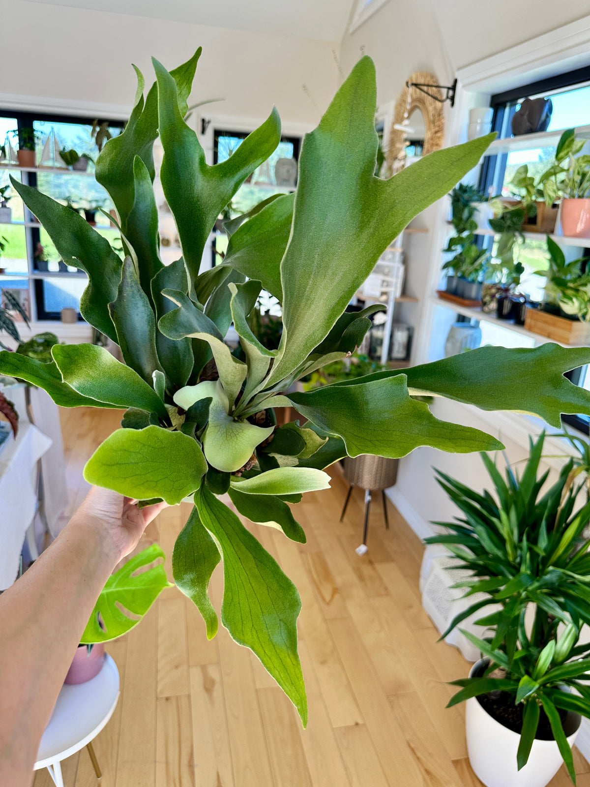 Platycerium bifurcatum Staghorn fern