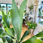 Platycerium bifurcatum Staghorn fern