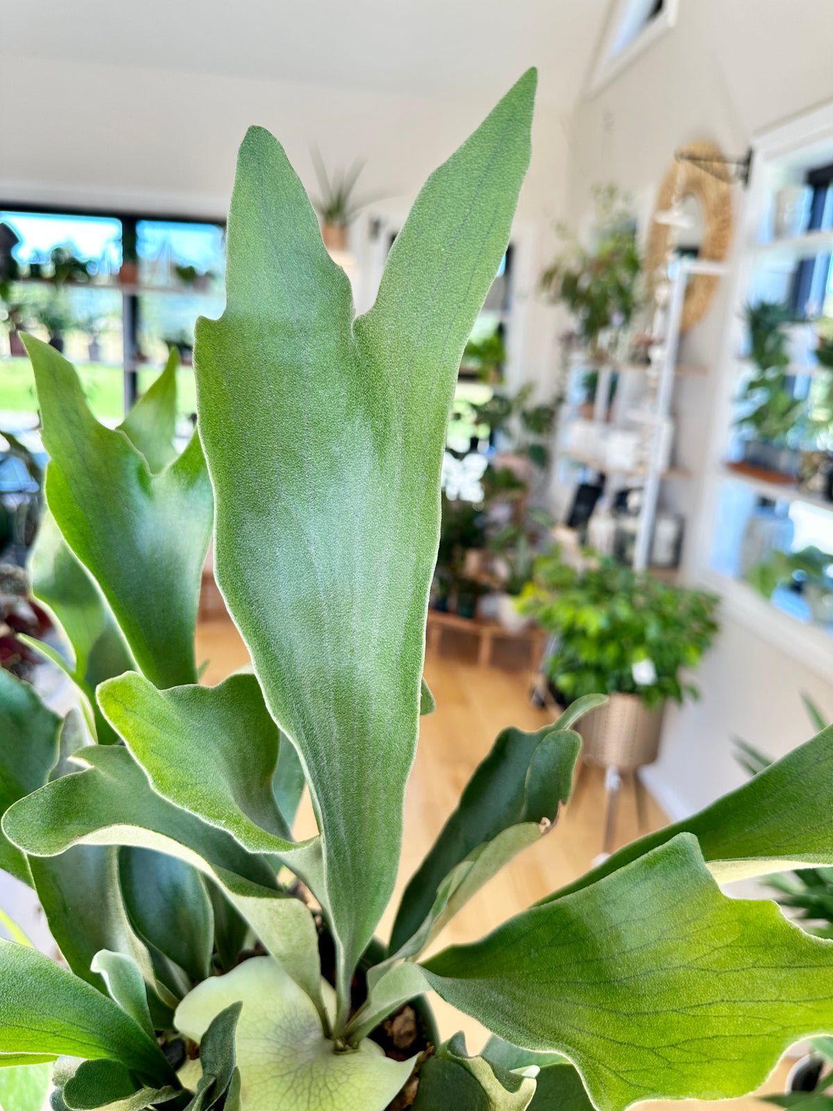 Platycerium bifurcatum Staghorn fern