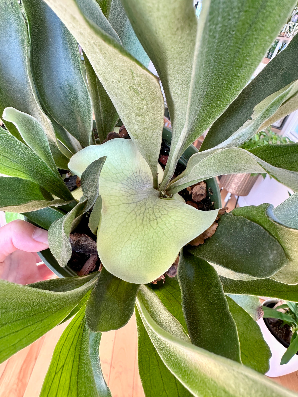 Platycerium bifurcatum Staghorn fern