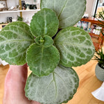Plectranthus Emerald lace