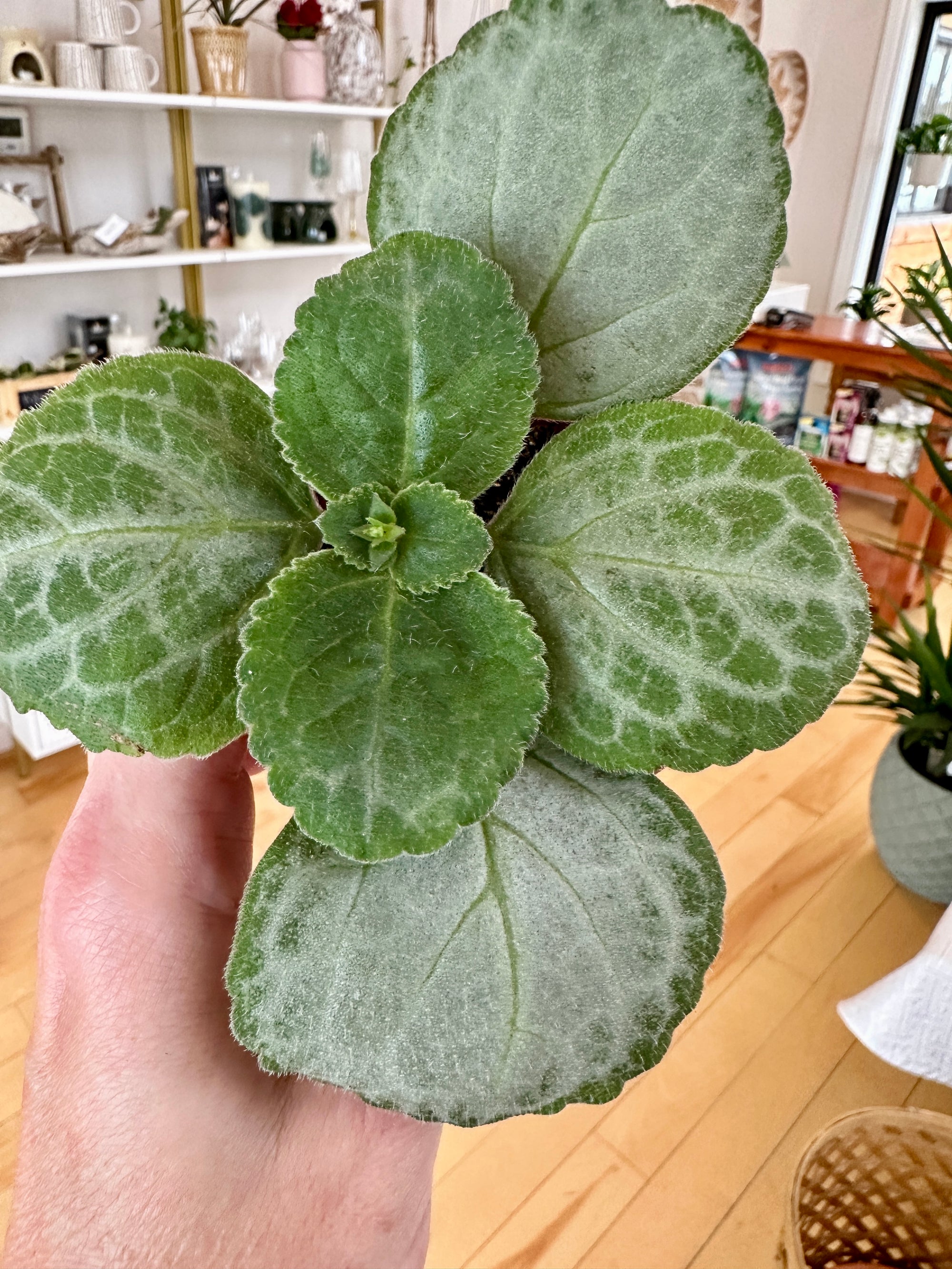 Plectranthus Emerald lace