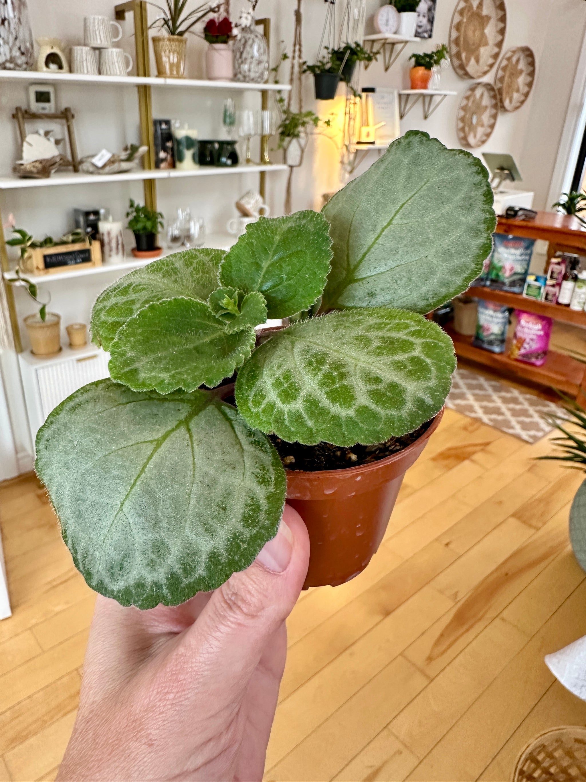 Plectranthus Emerald lace