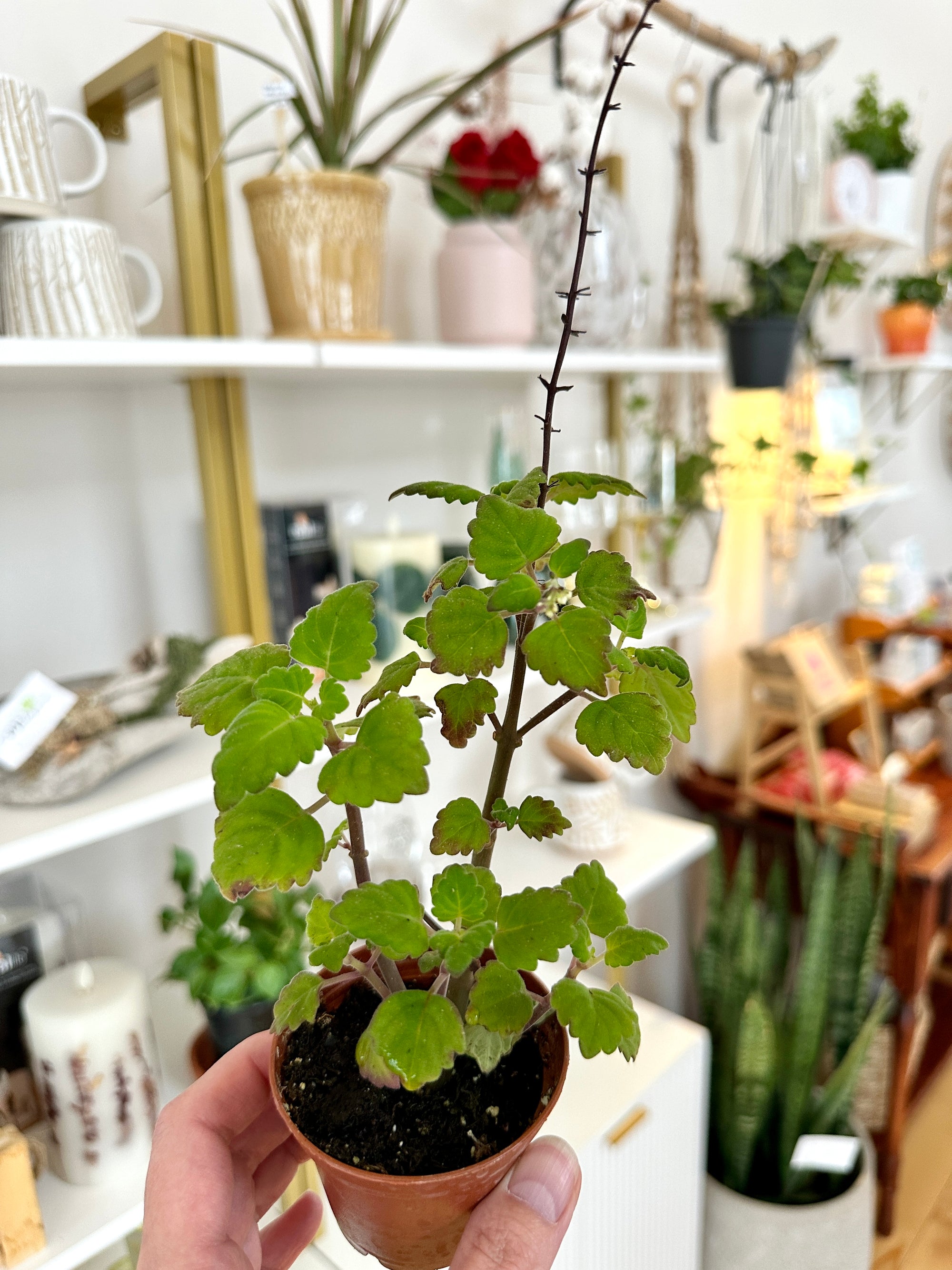 Plectranthus ernstii
