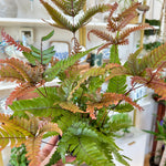 Pteris quadriaurita | Fougère Tricolore