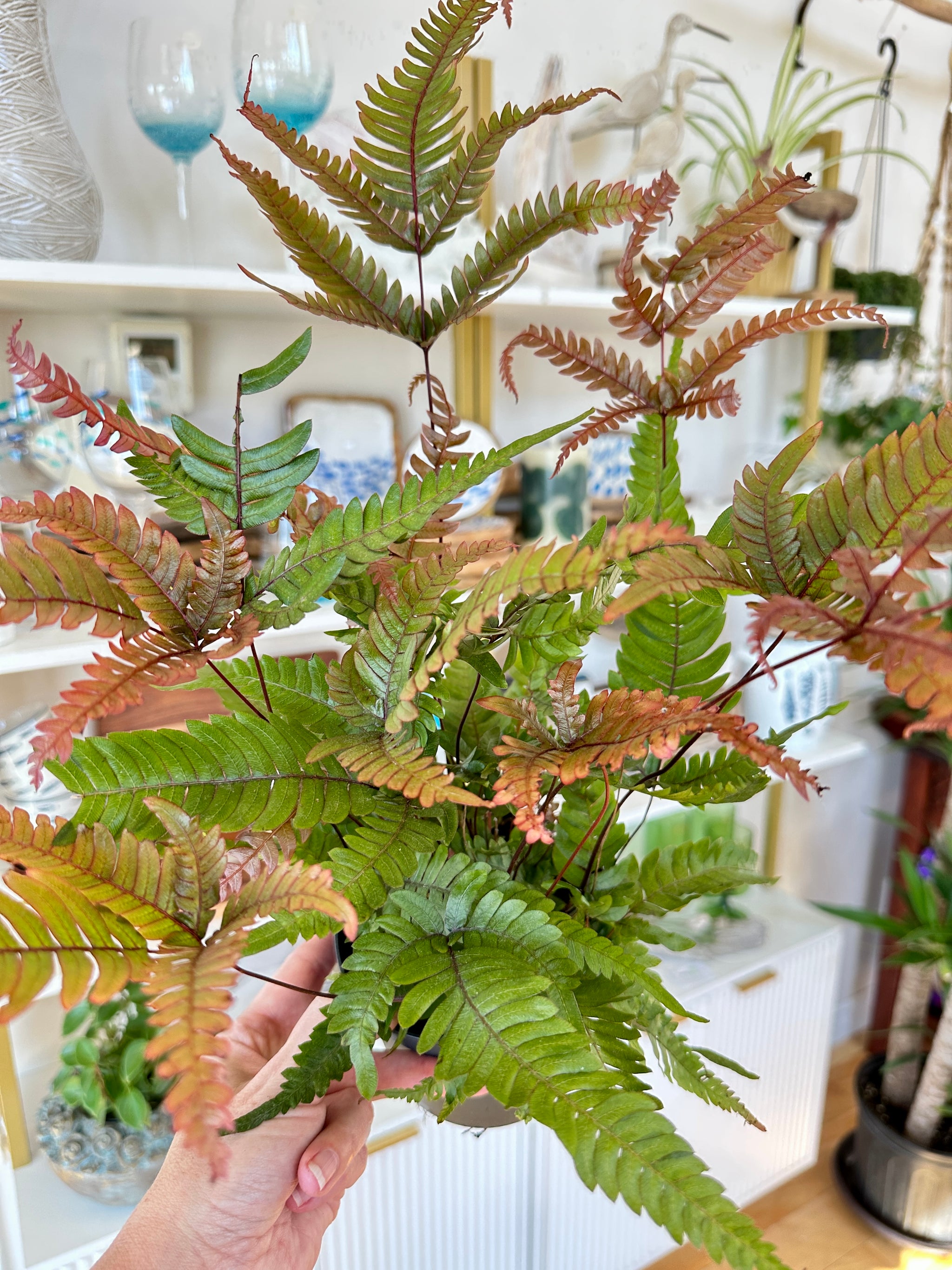 Pteris quadriaurita | Fougère Tricolore
