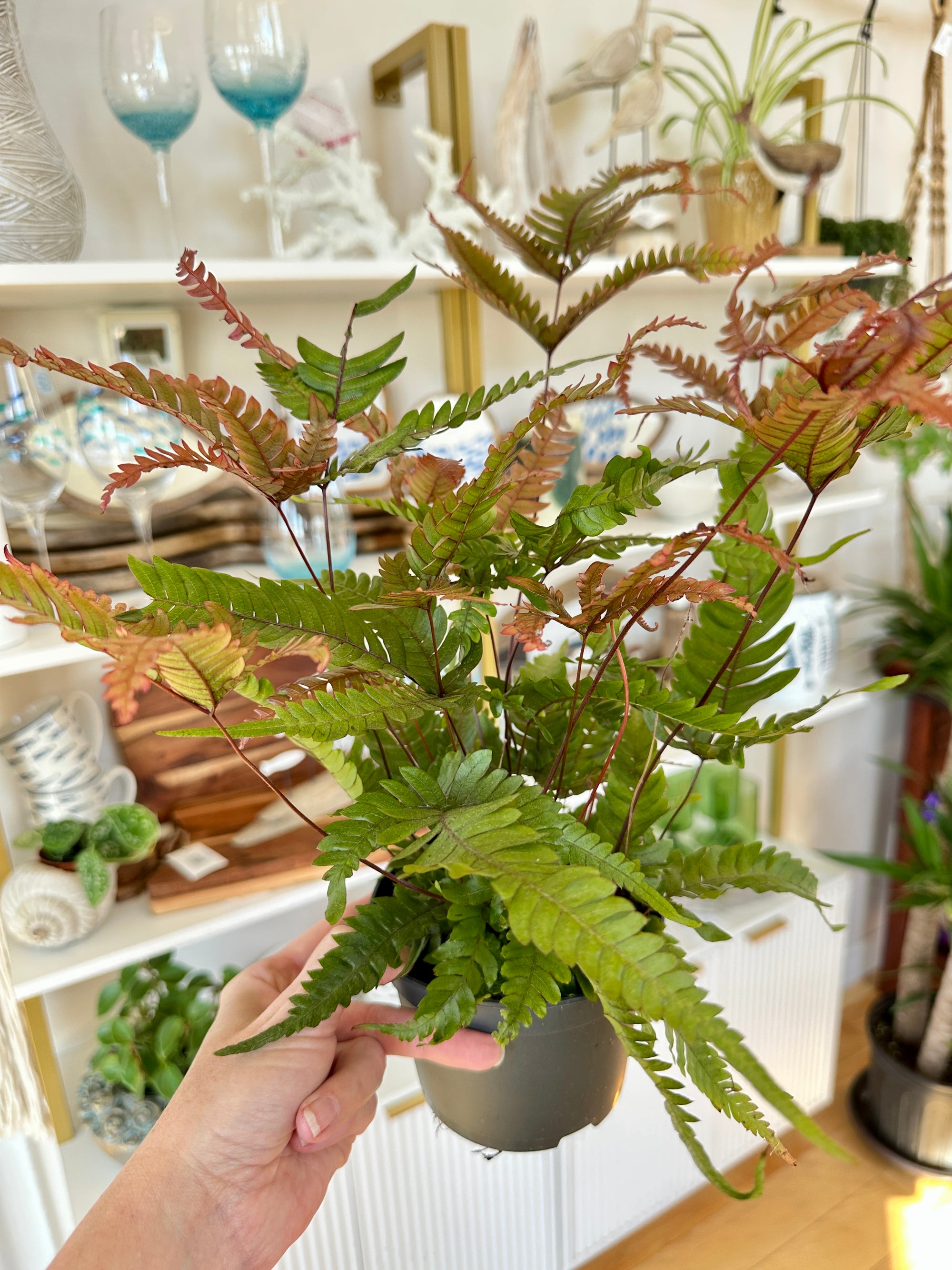 Pteris quadriaurita | Fougère Tricolore 