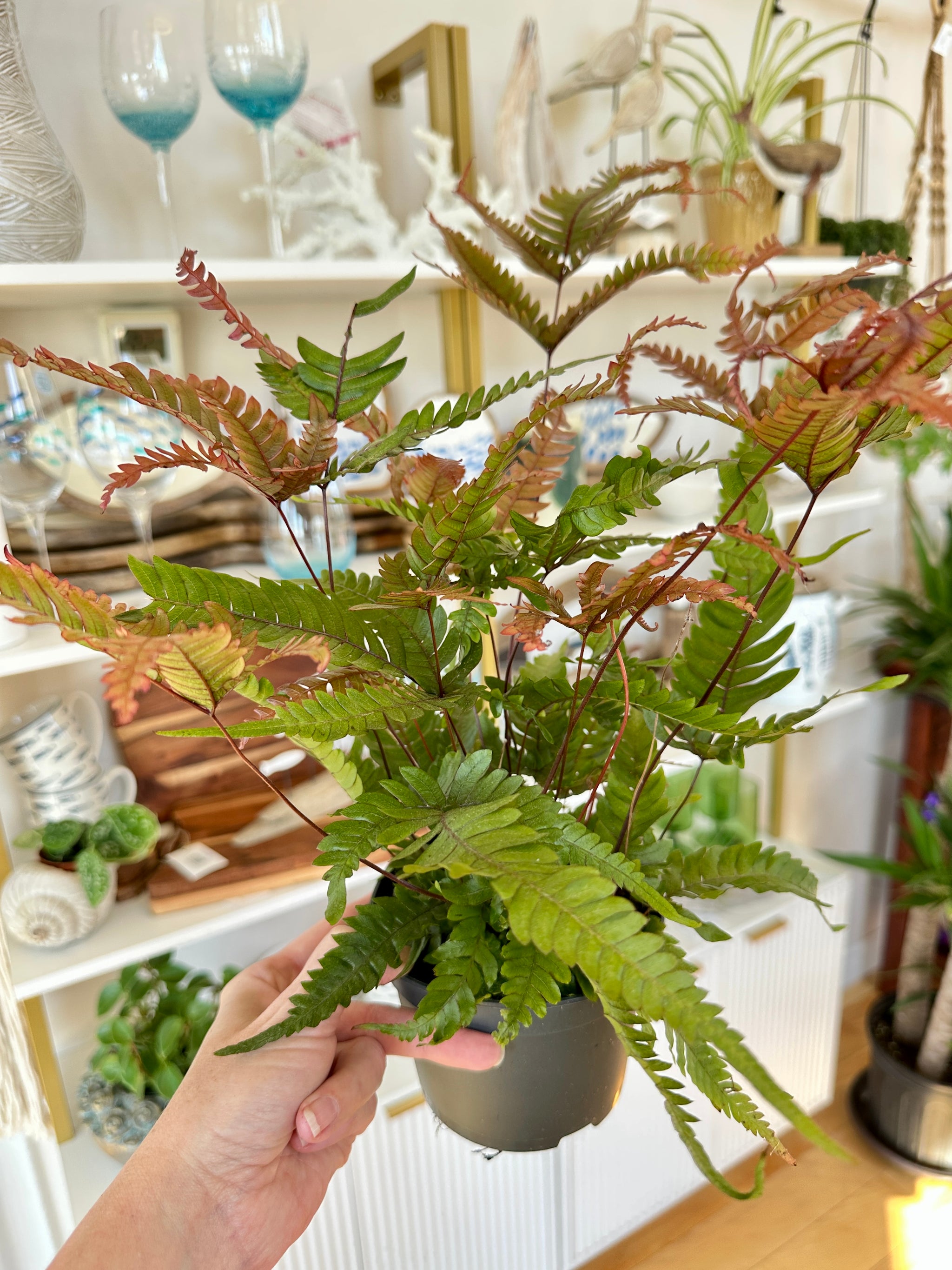 Pteris quadriaurita | Fougère Tricolore 