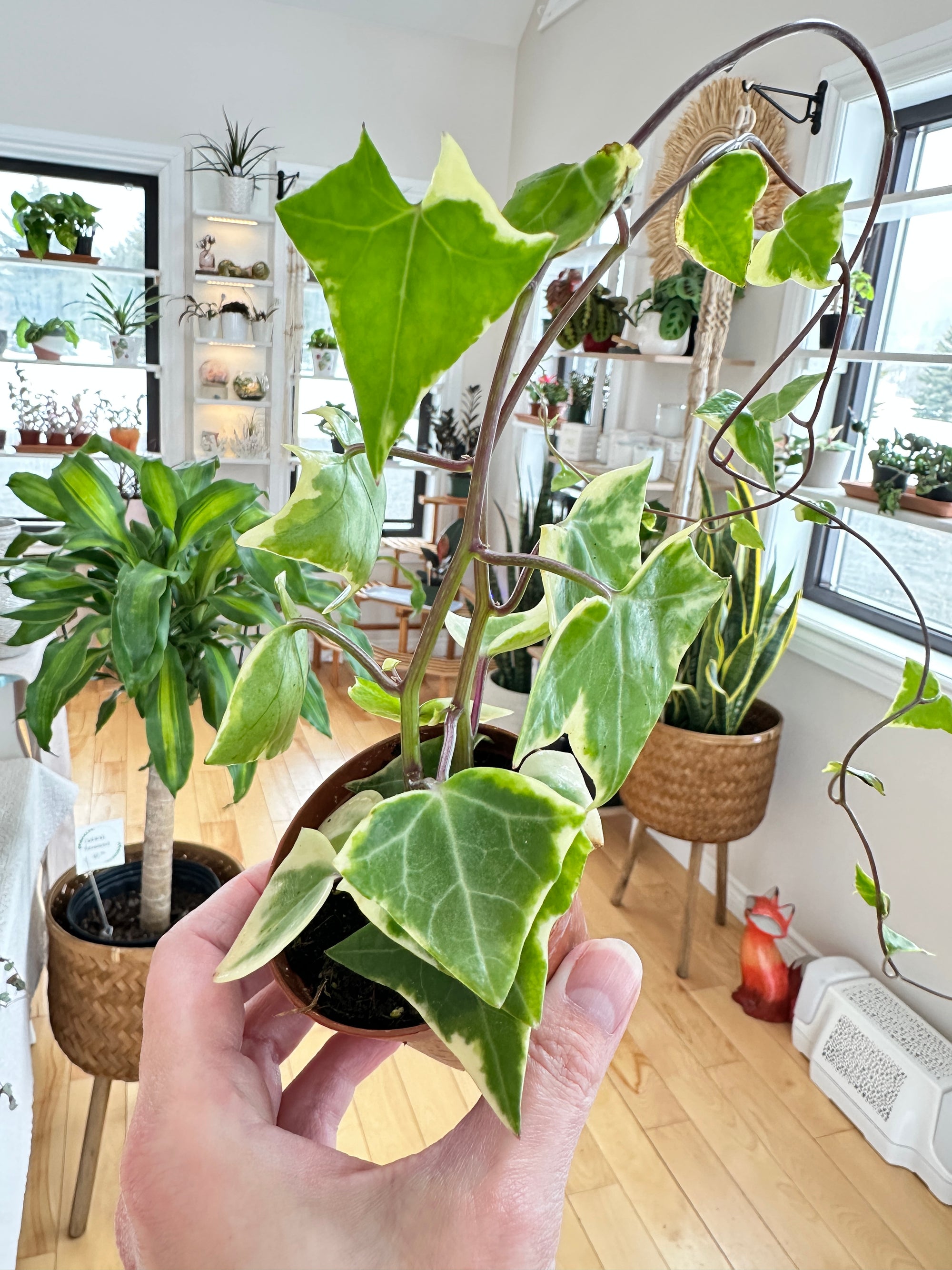 Senecio Macroglossus variegata