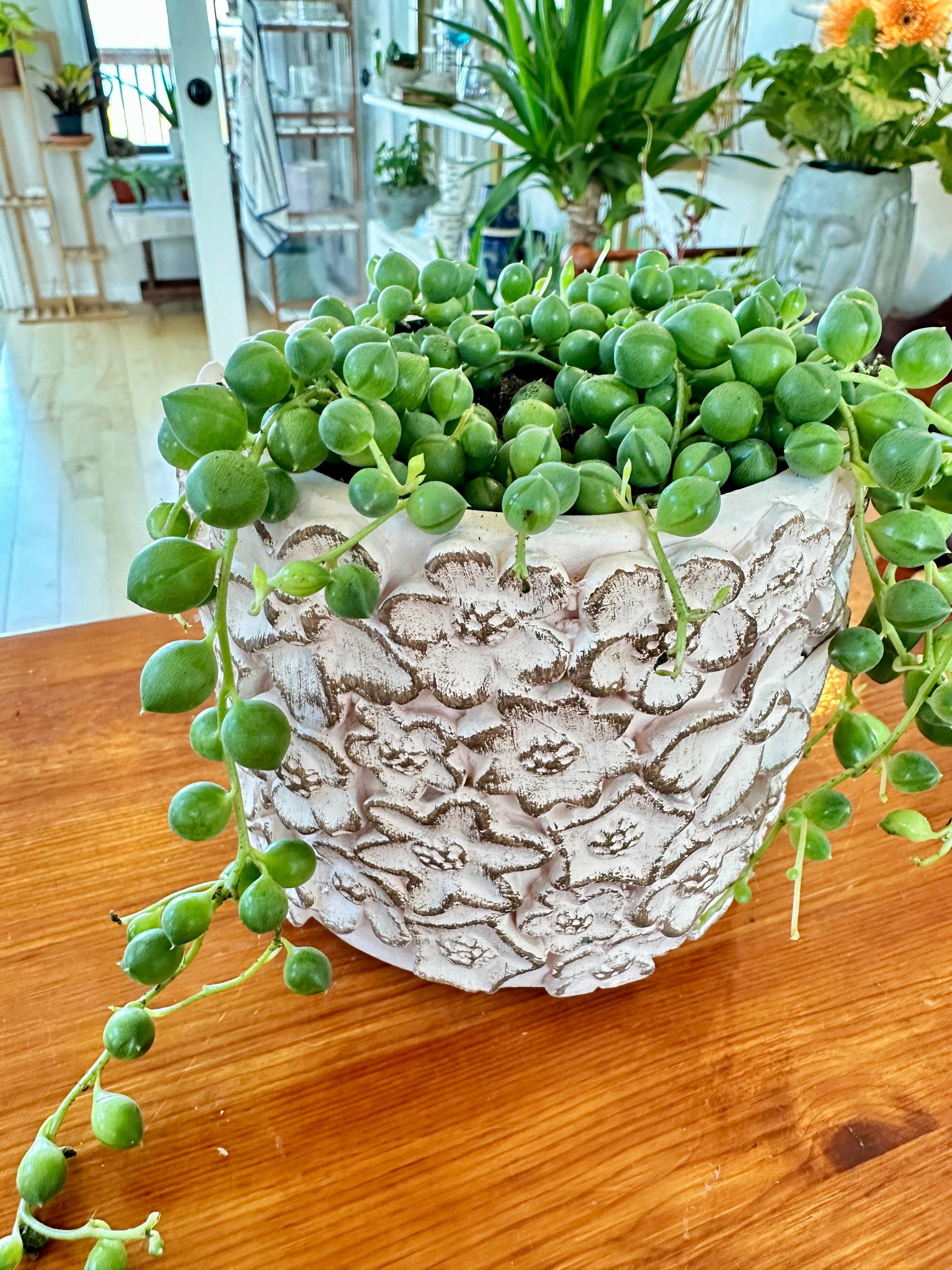 Senecio Rowleyanus | Collier de perles