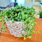 Senecio Rowleyanus | String of Pearls