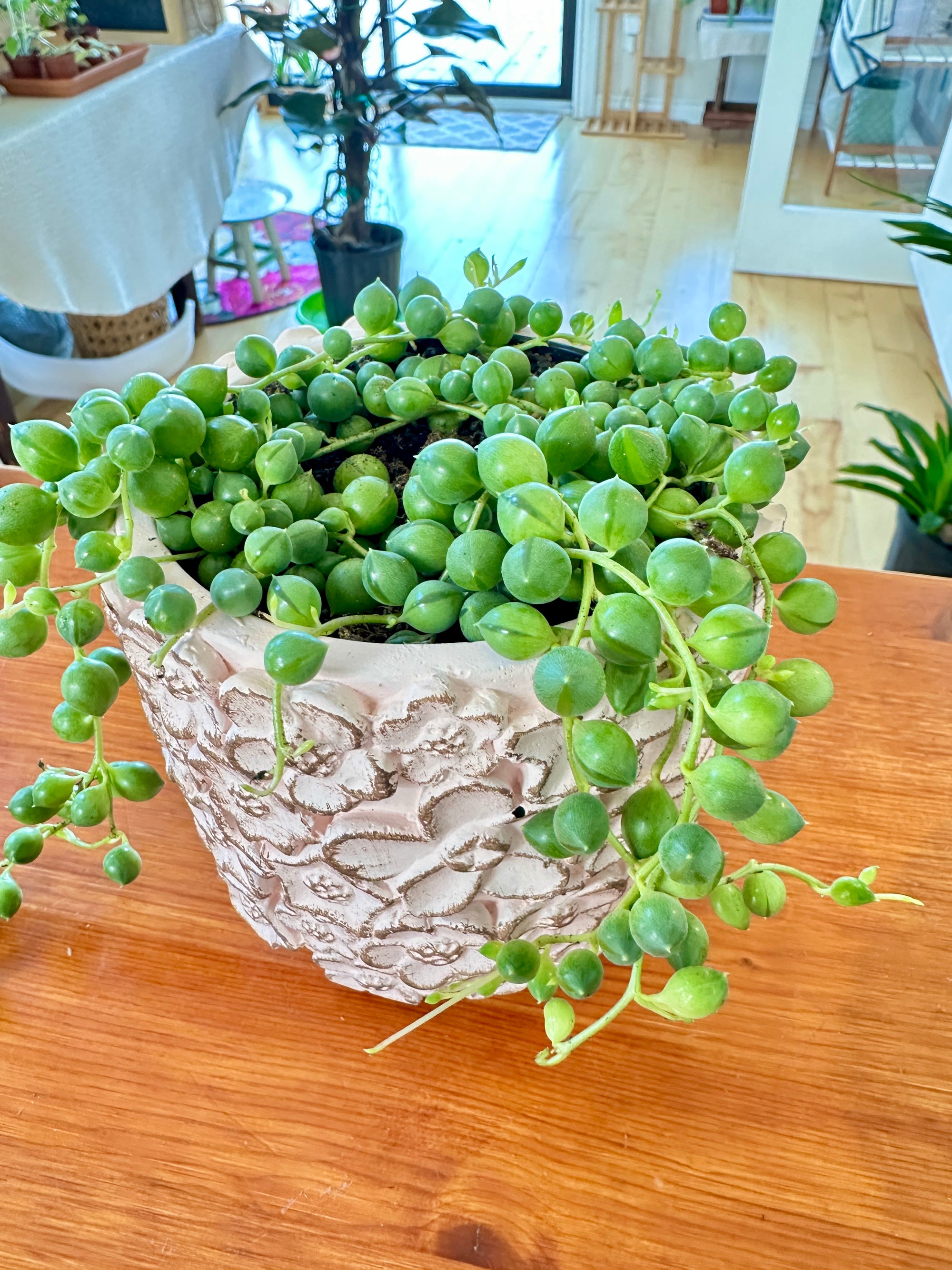 Senecio Rowleyanus | Collier de perles