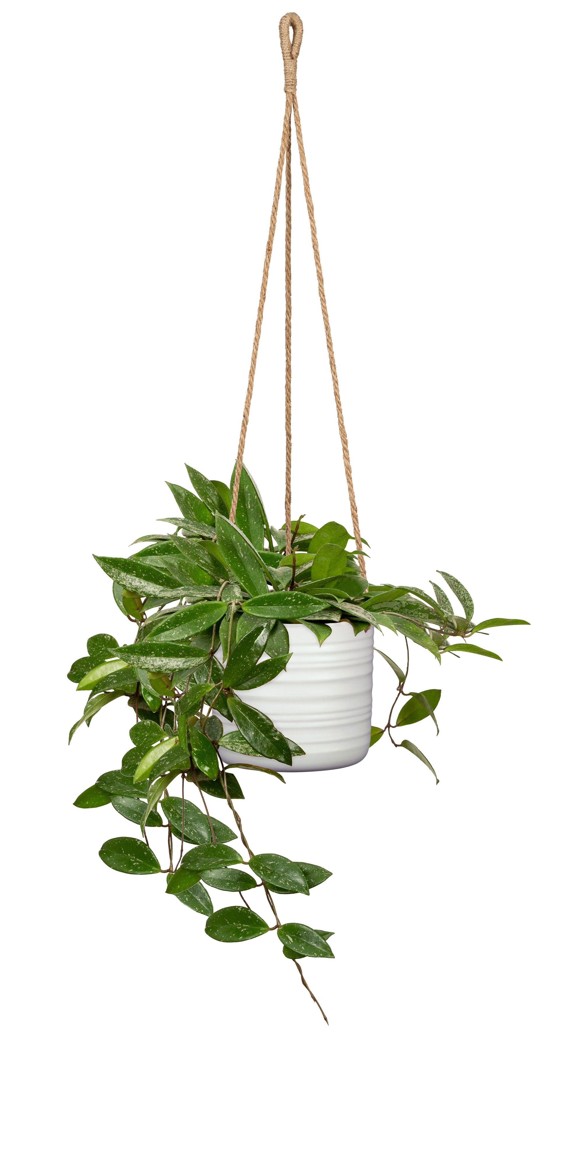 Jardiniere Soft wool en céramique
