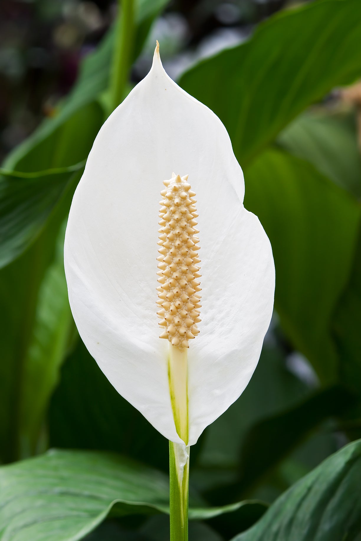 Spathiphyllum | Peace lily