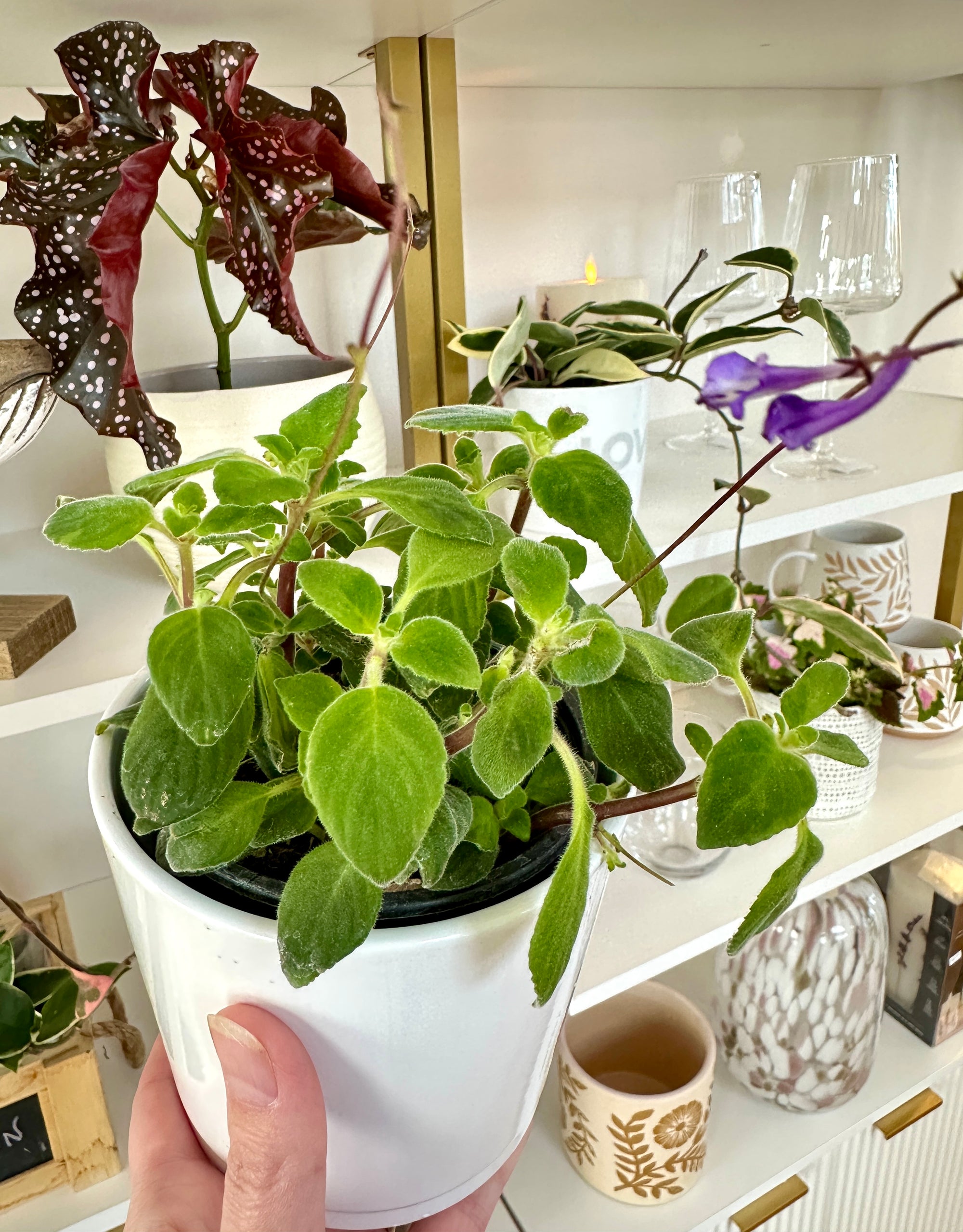 Streptocarpus caulescens