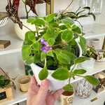 Streptocarpus caulescens