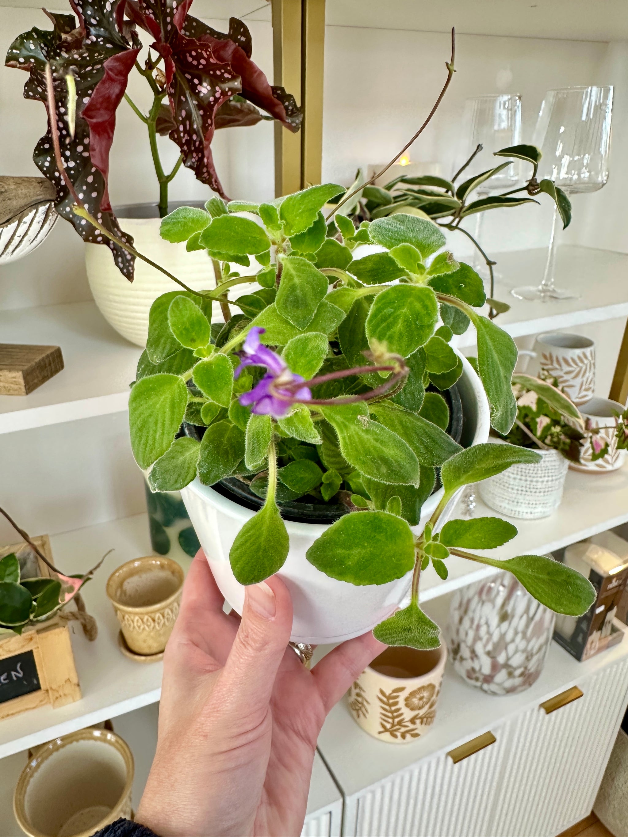 Streptocarpus caulescens