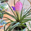 Tillandsia cyanea