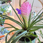 Tillandsia cyanea