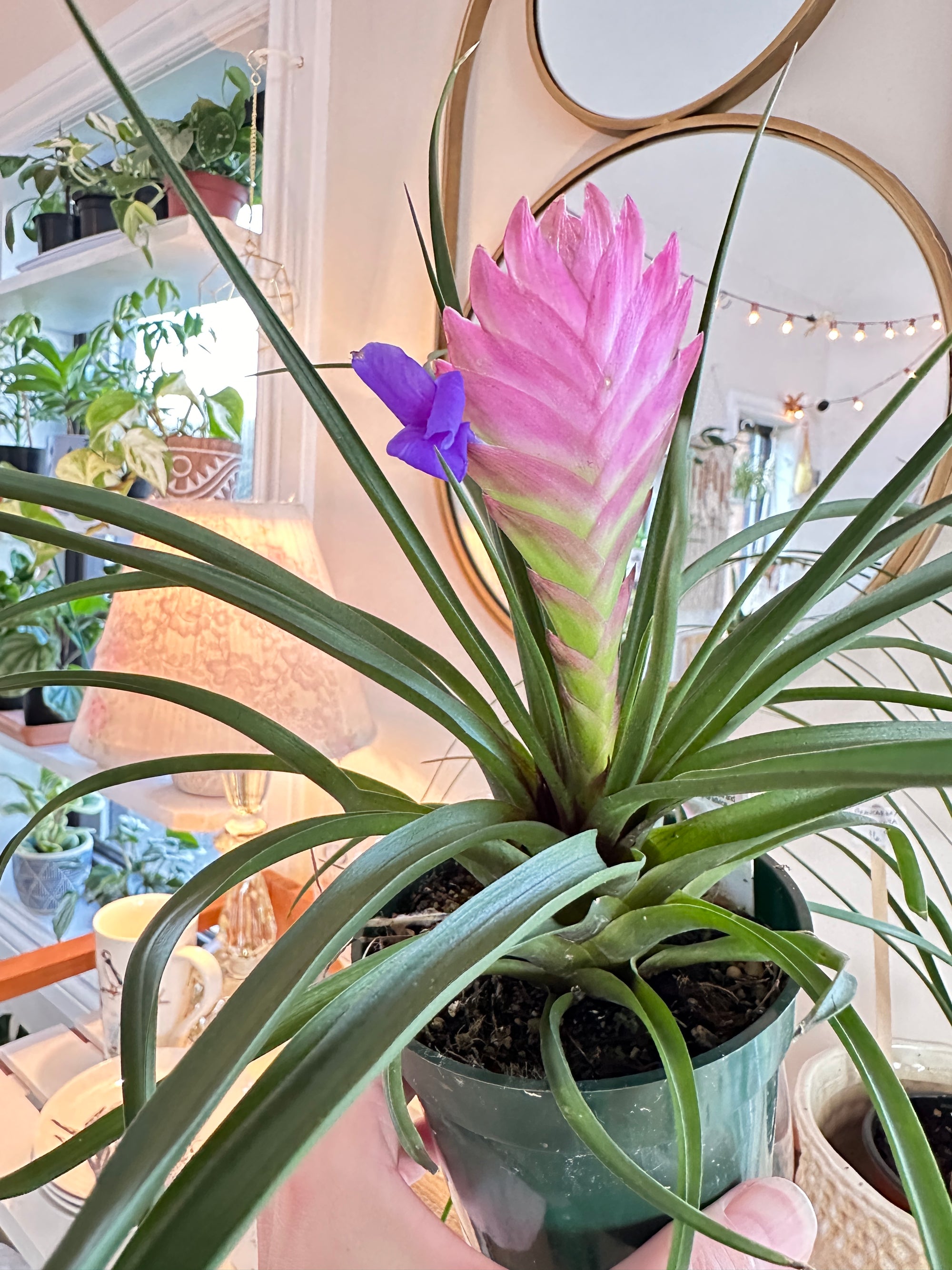 Tillandsia cyanea