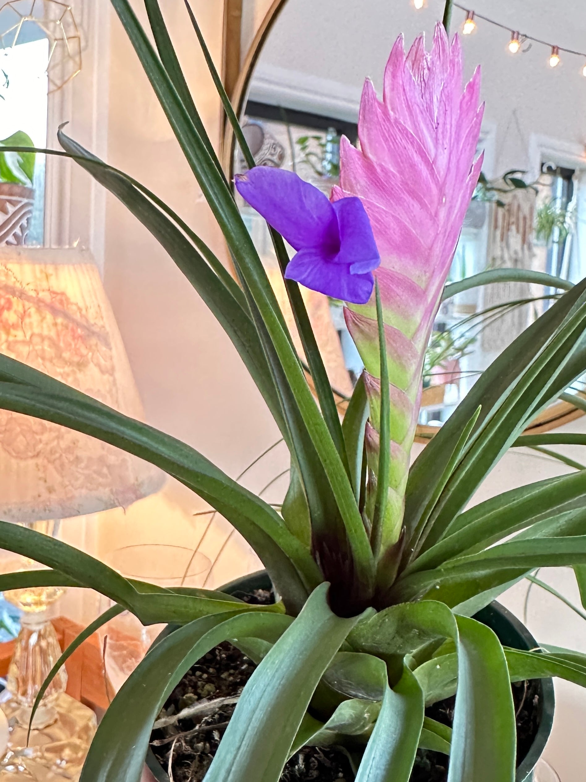 Tillandsia cyanea