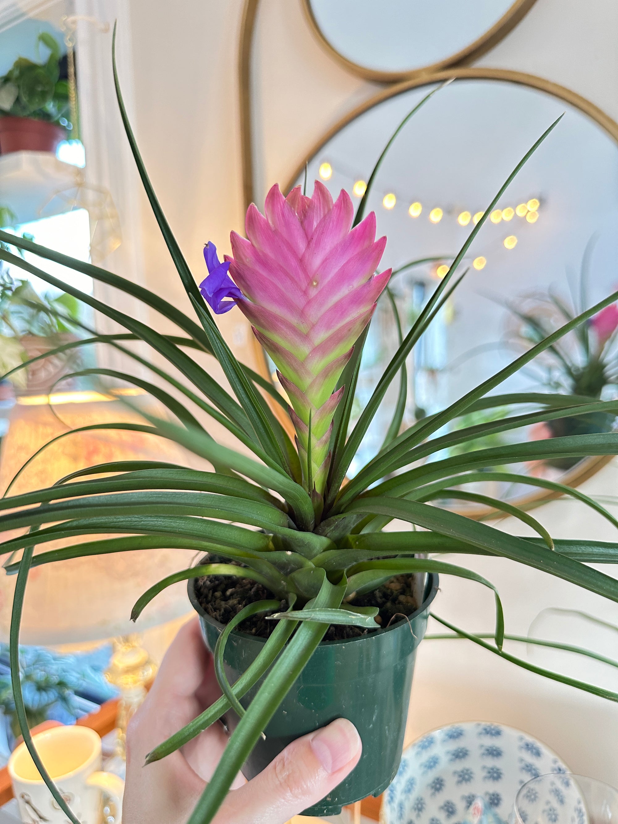 Tillandsia cyanea