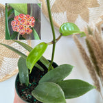 Hoya Meliflua