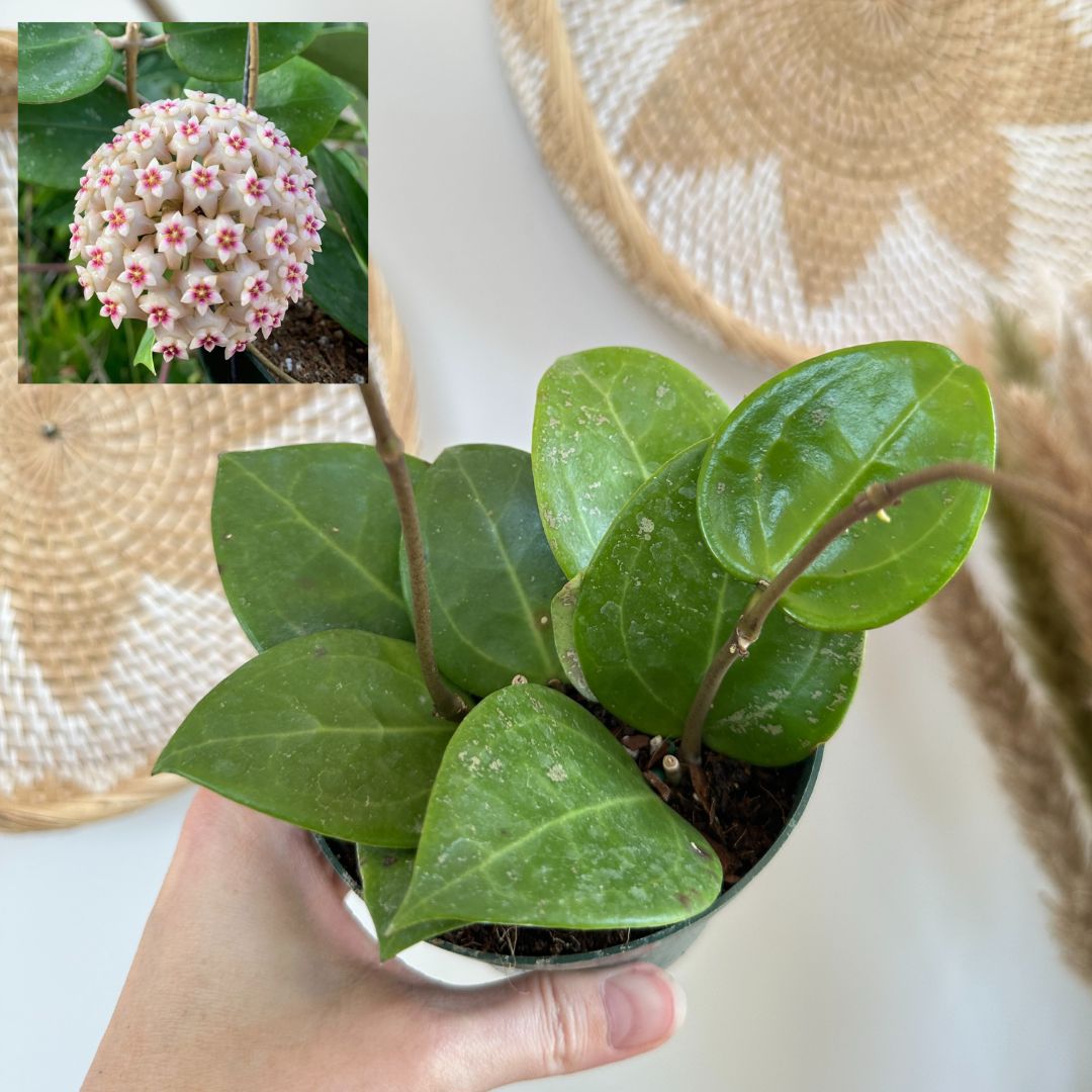 Hoya Parasitica 'Splash'