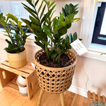 zz zamioculcas zamiifolia