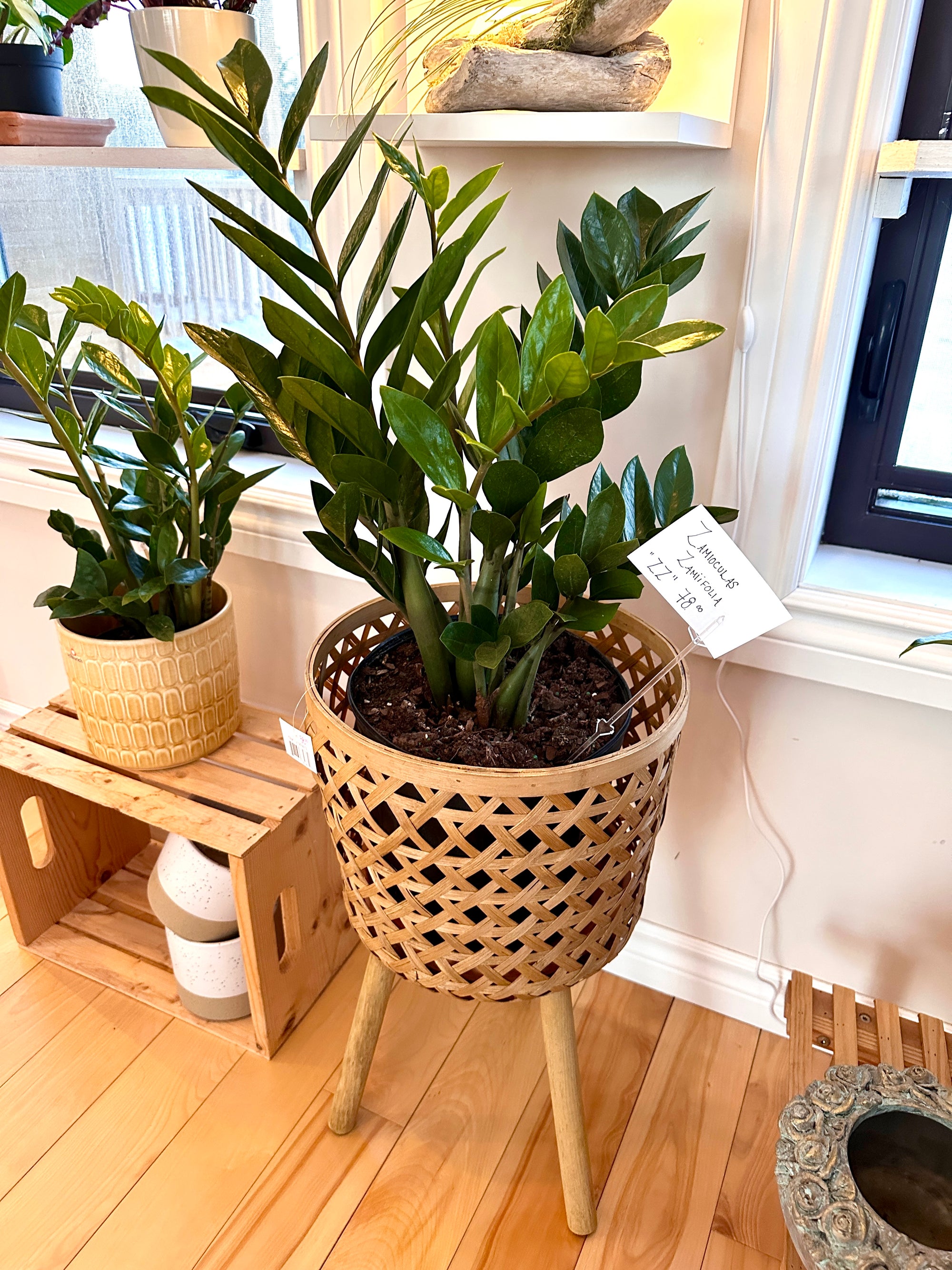 zz zamioculcas zamiifolia