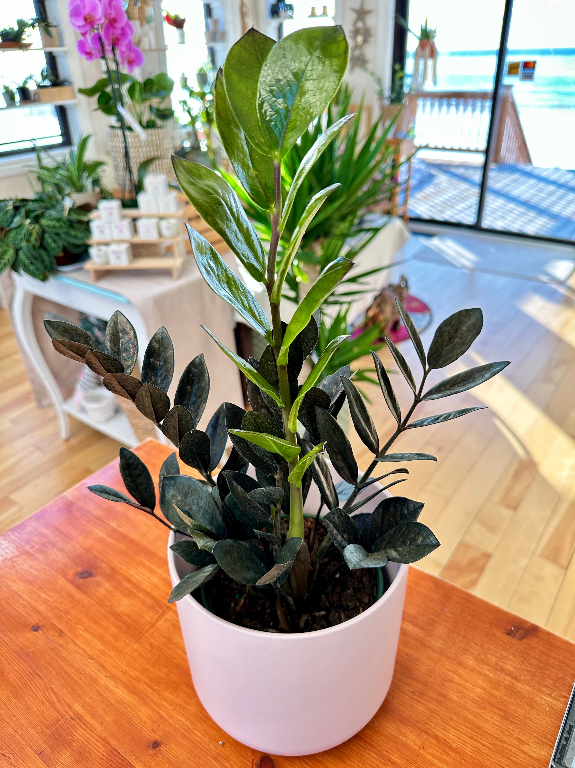 Zamioculas zamiifolia 'Raven'