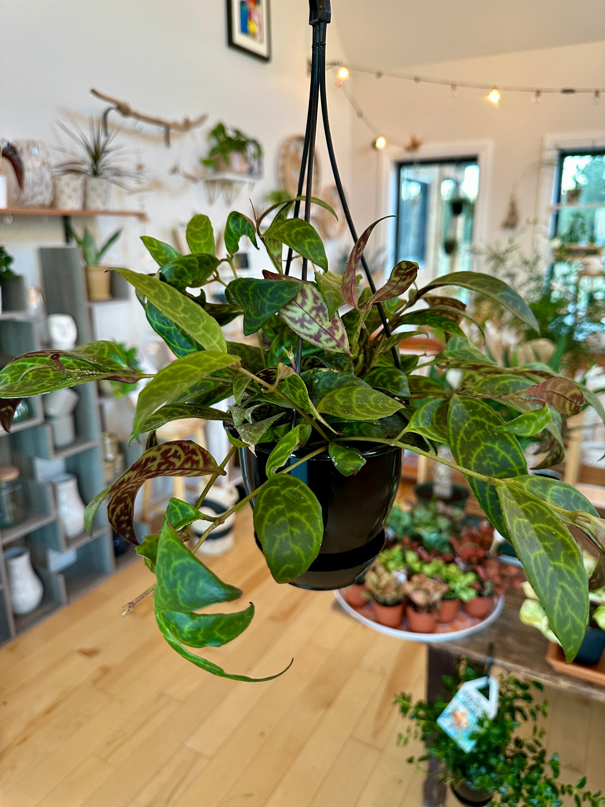 Aeschynanthus ‘Black Pagoda’ – Plante rouge à lèvres