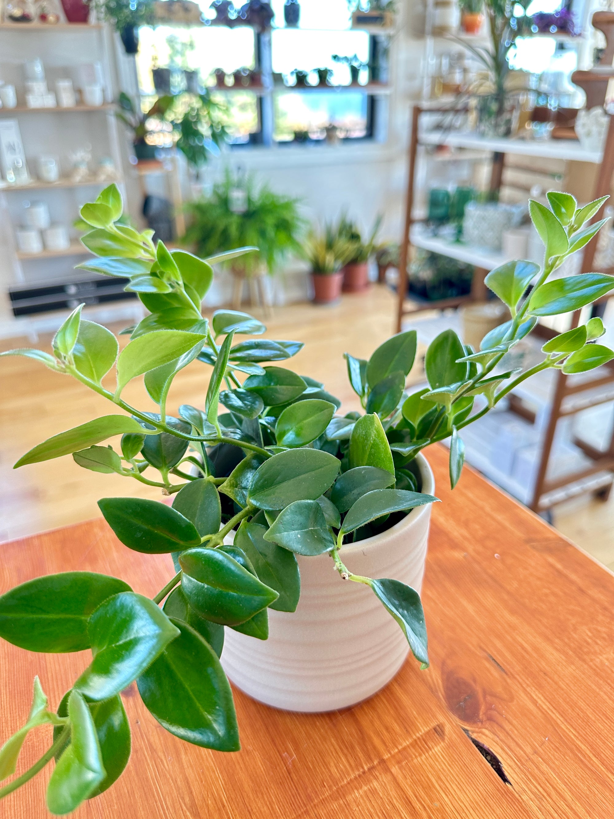 aeschynantus mona lisa 'lipstick plant'