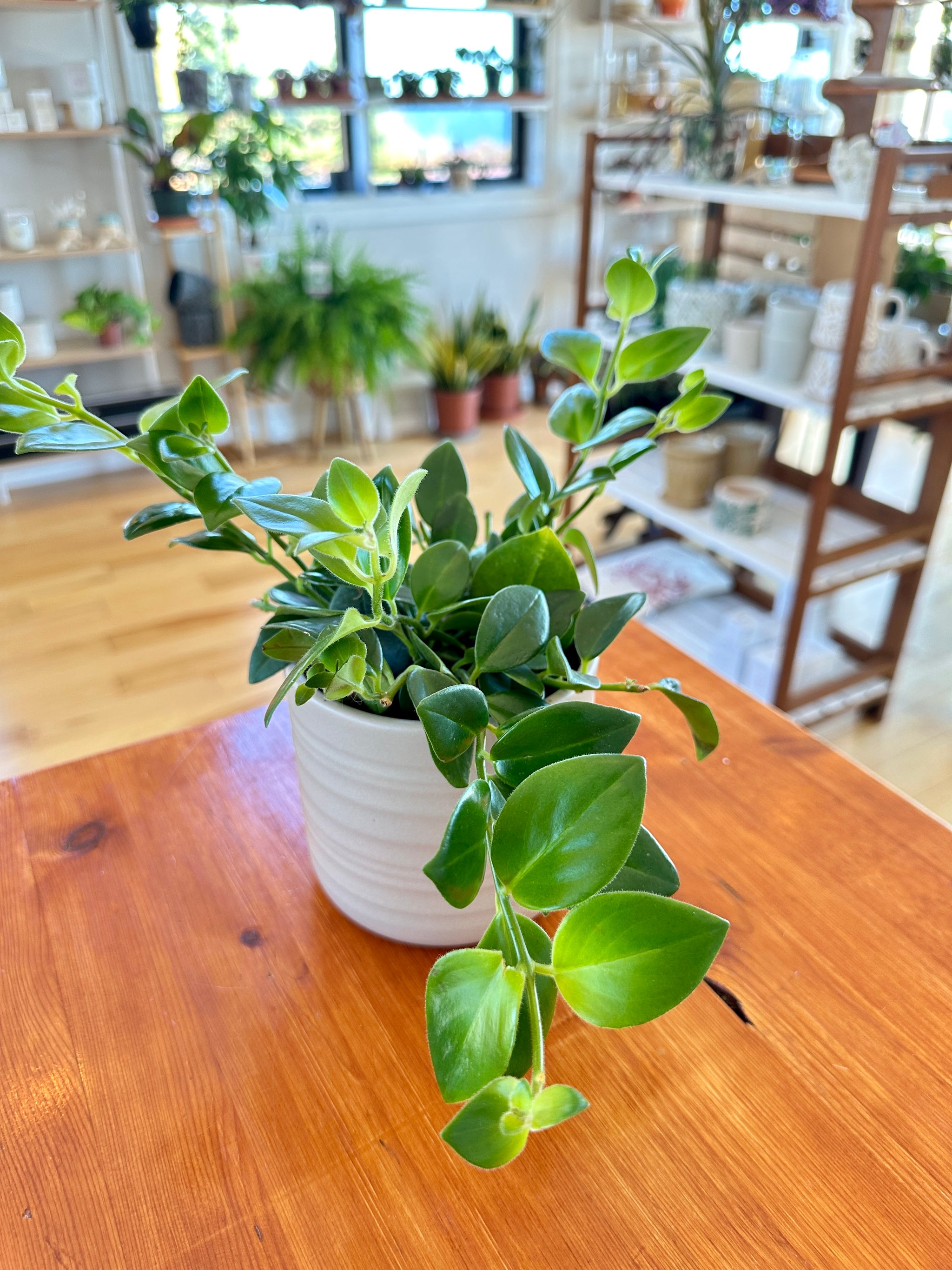 aeschynantus mona lisa 'lipstick plant'