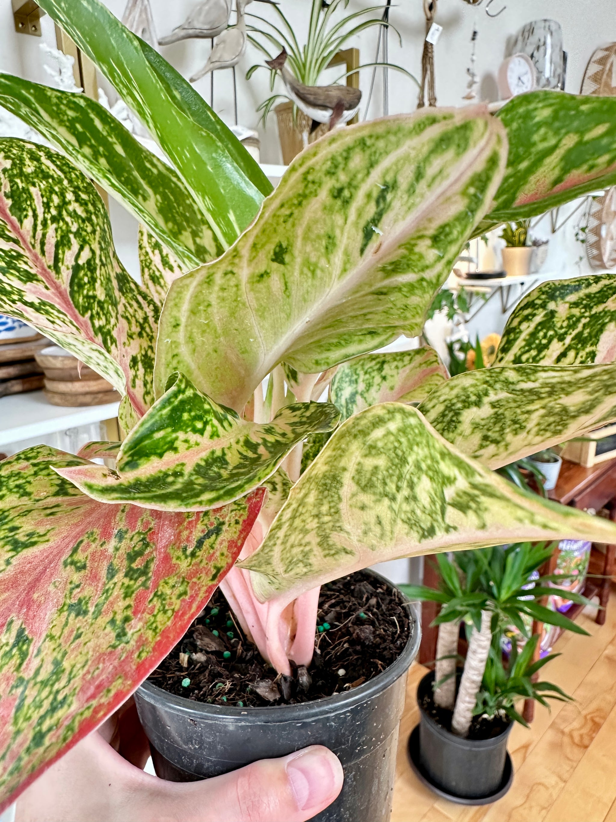 Aglaonema | 'Dazzling Gem'