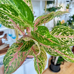 Aglaonema | 'Dazzling Gem'