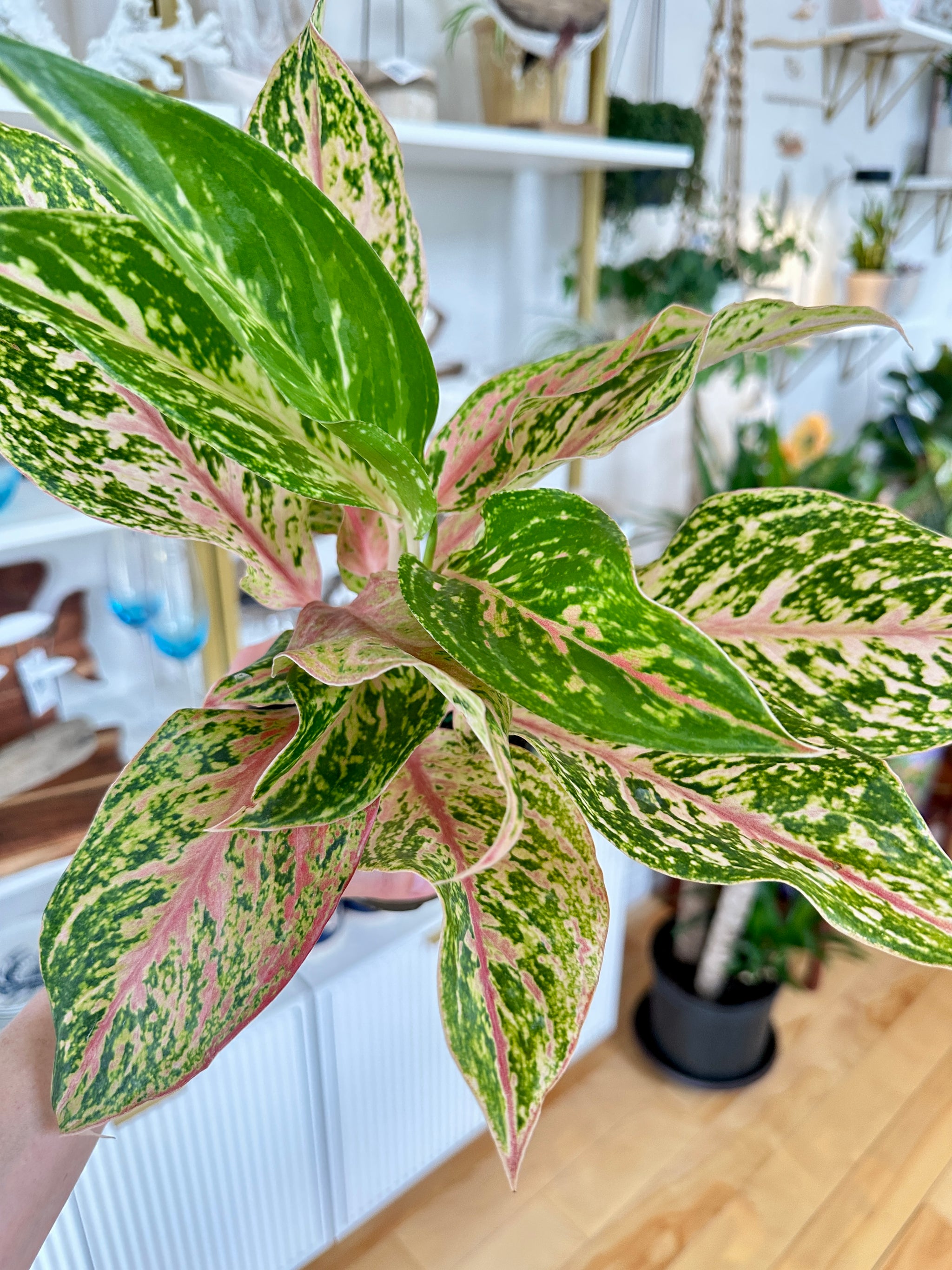 Aglaonema | 'Dazzling Gem'