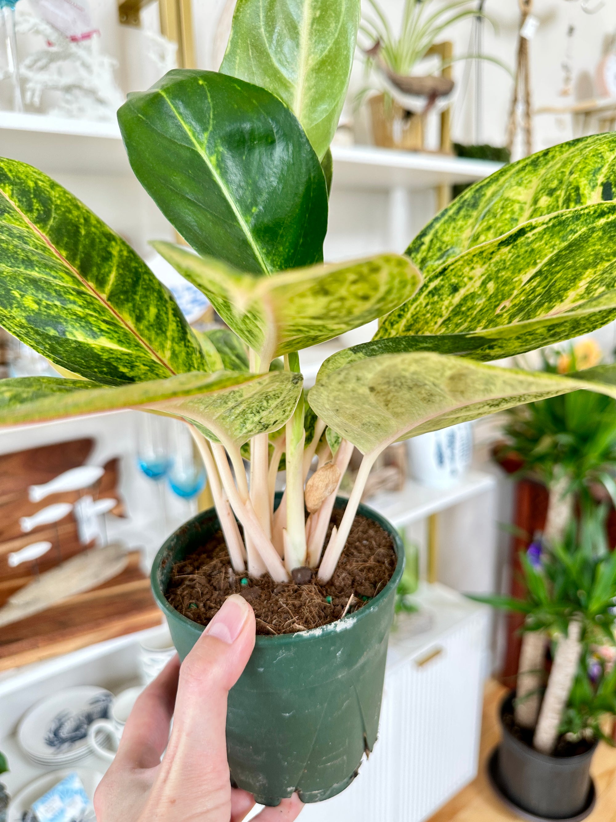 Aglaonema | 'Green Papaya'
