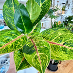 Aglaonema | 'Green Papaya'