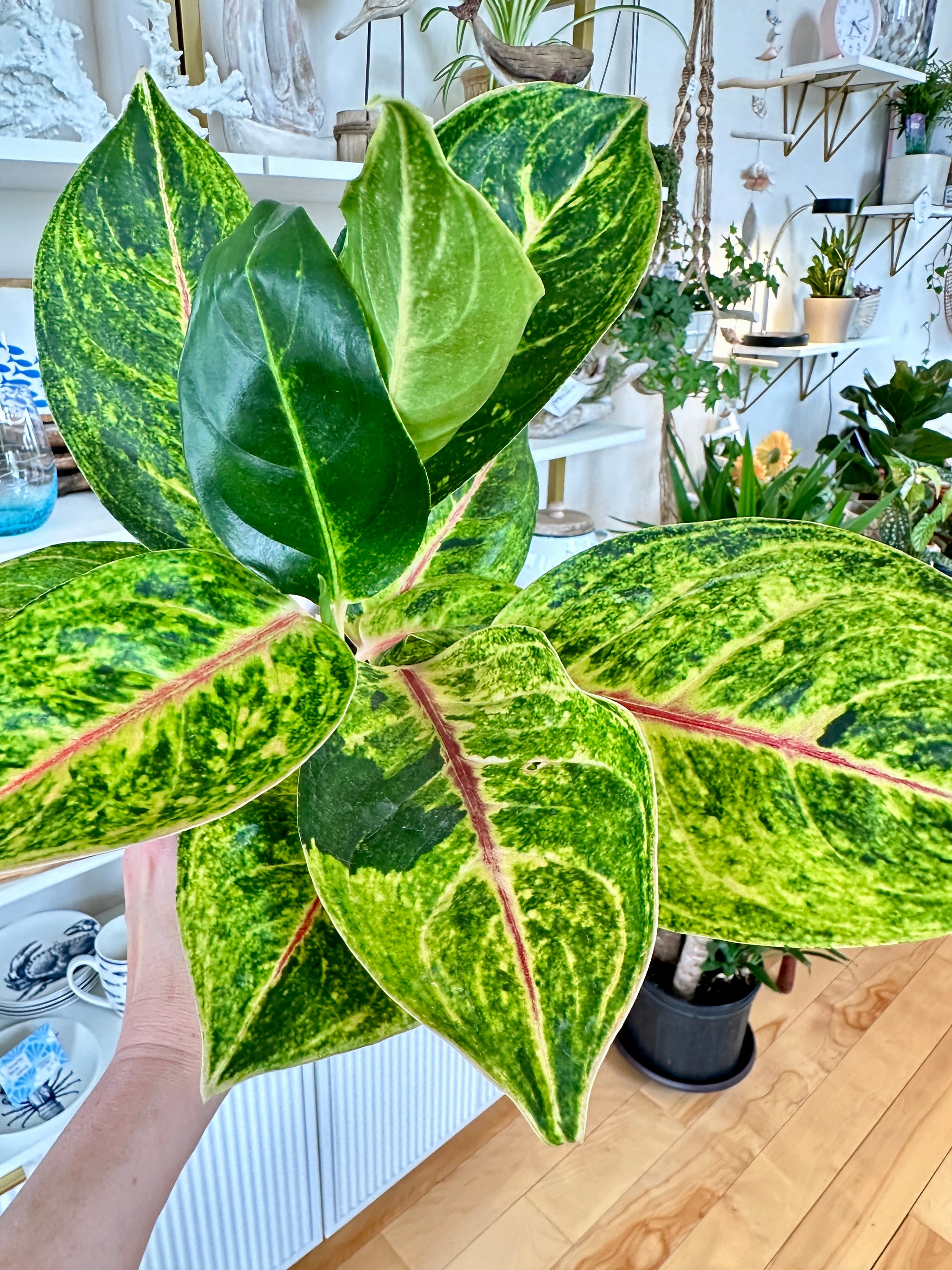 Aglaonema | 'Green Papaya'