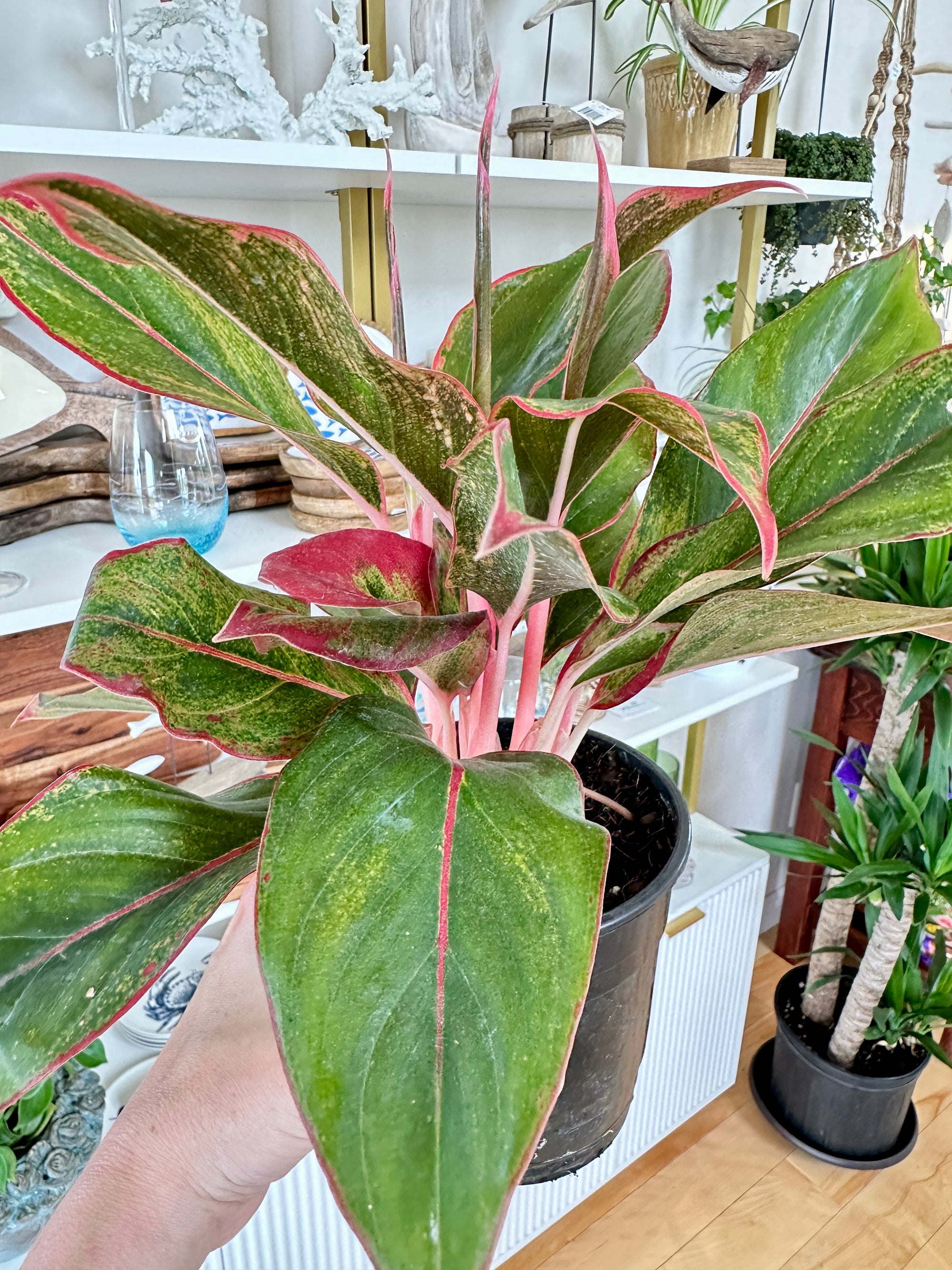 aglaonema red siam