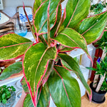 aglaonema red siam