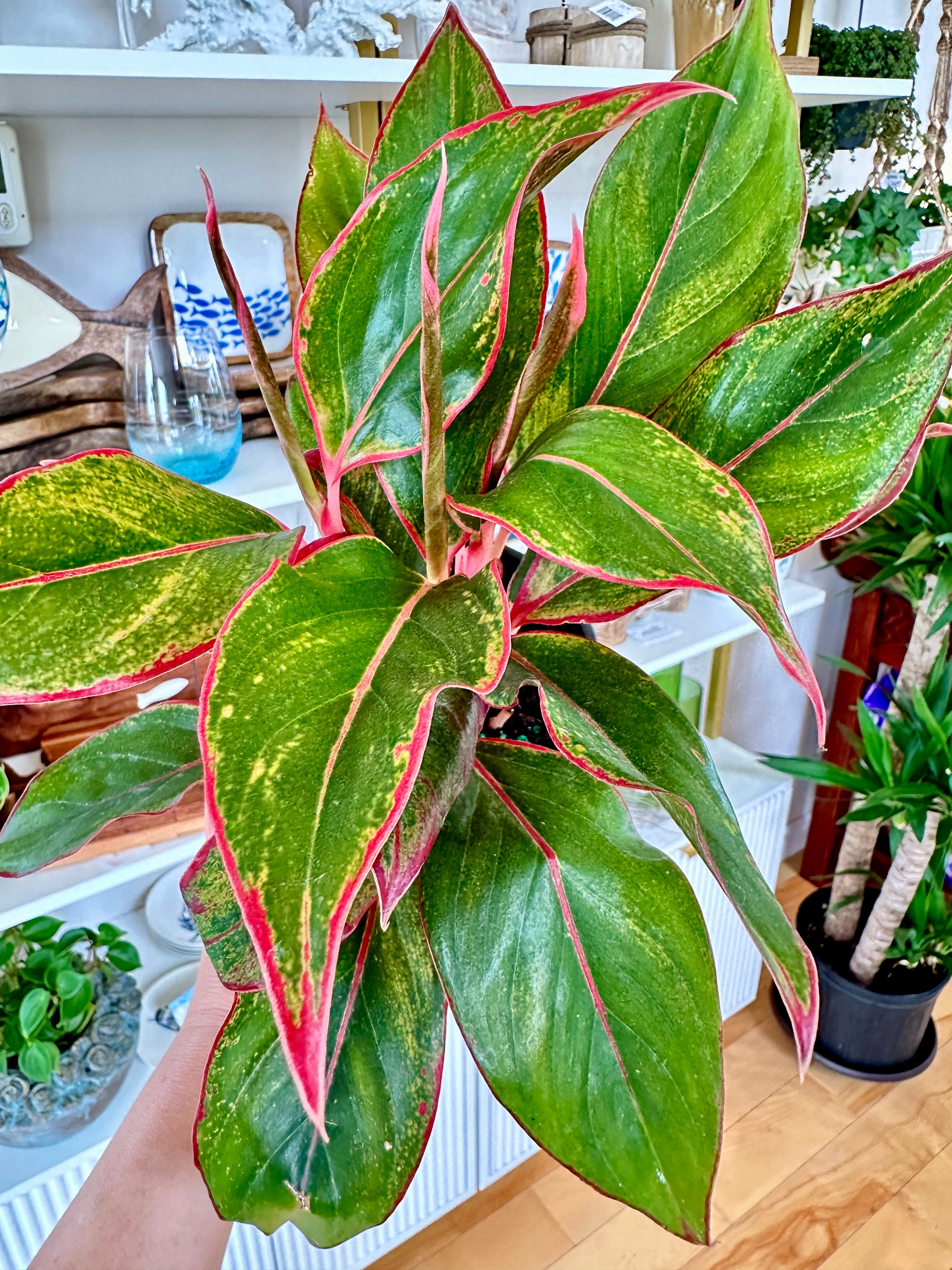 aglaonema red siam