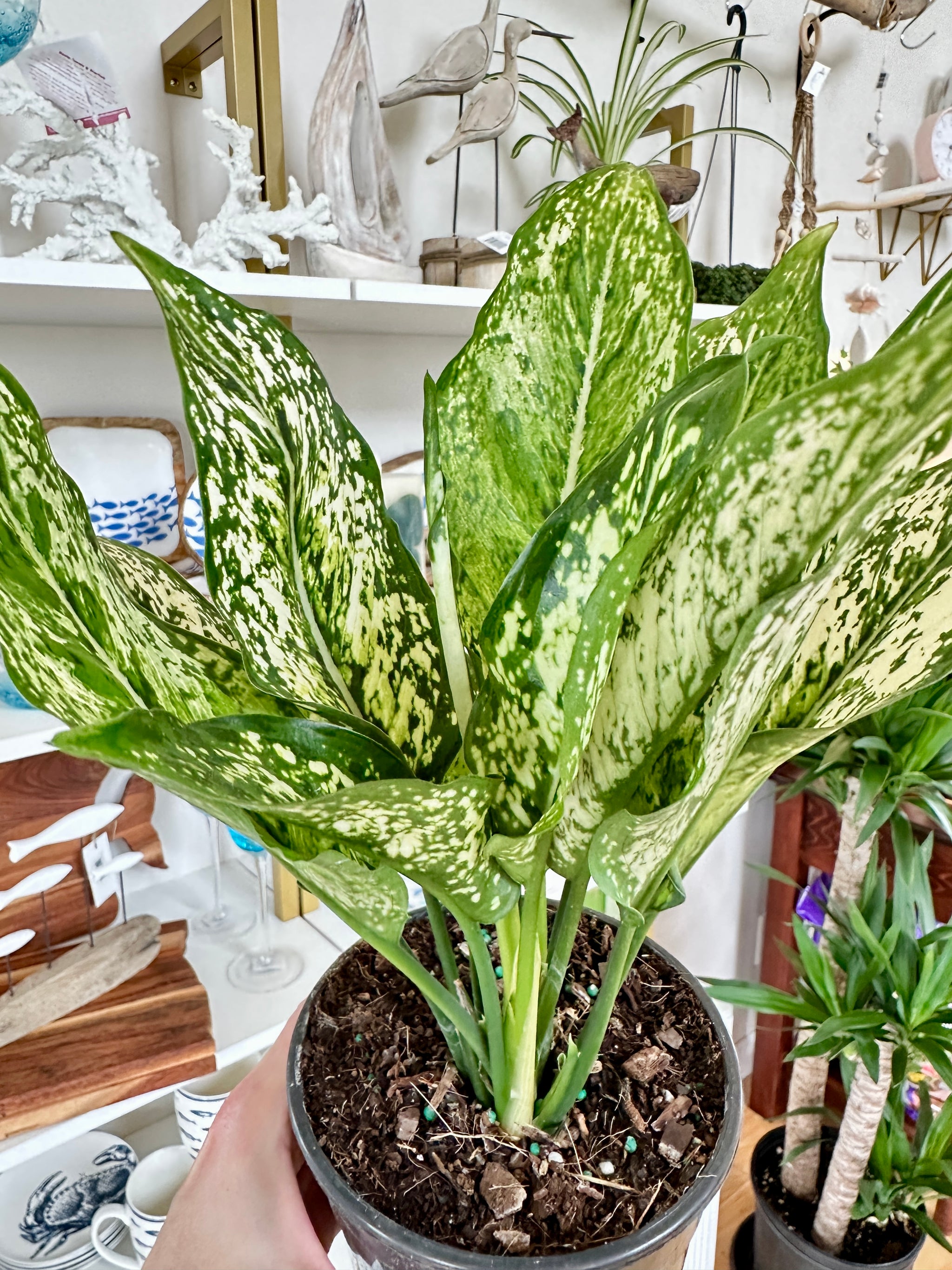 Aglaonema | 'Spring Snow'