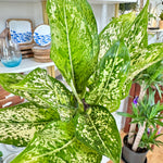 Aglaonema | 'Spring Snow'