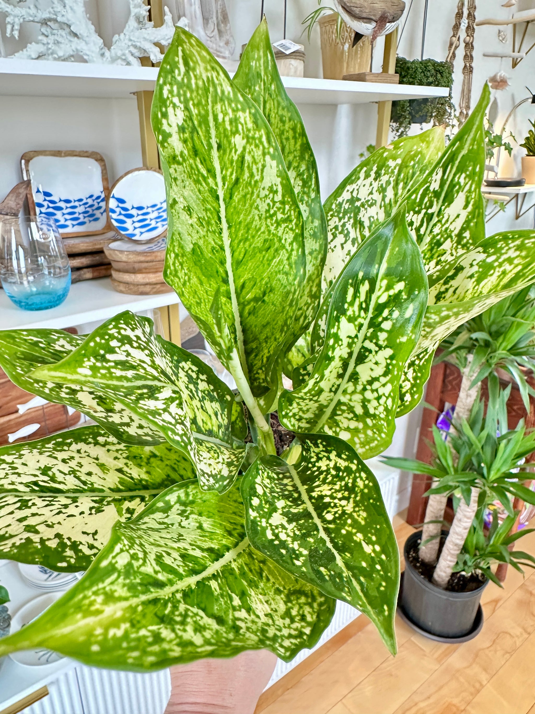 Aglaonema | 'Spring Snow'