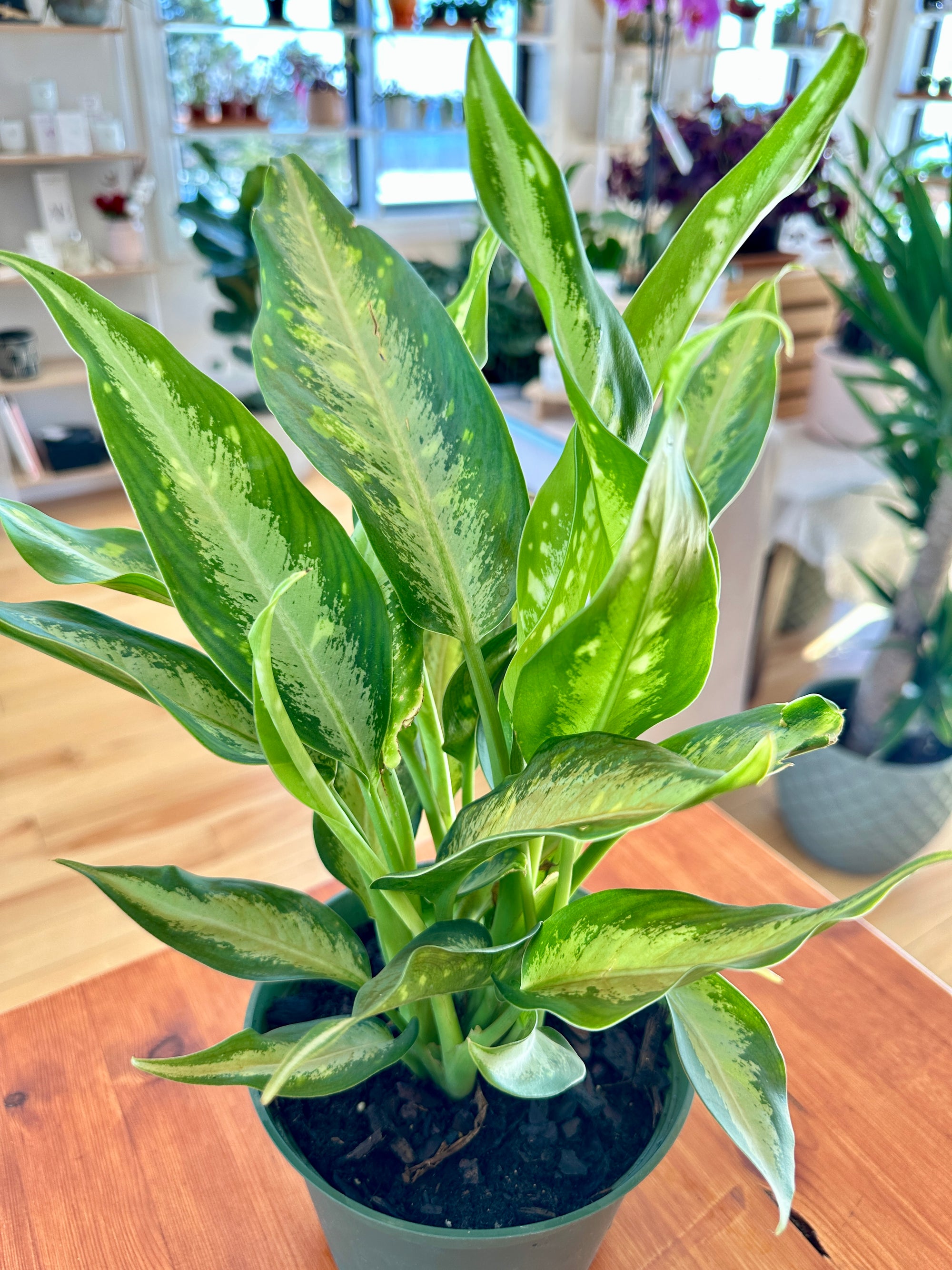 aglaonema white rain