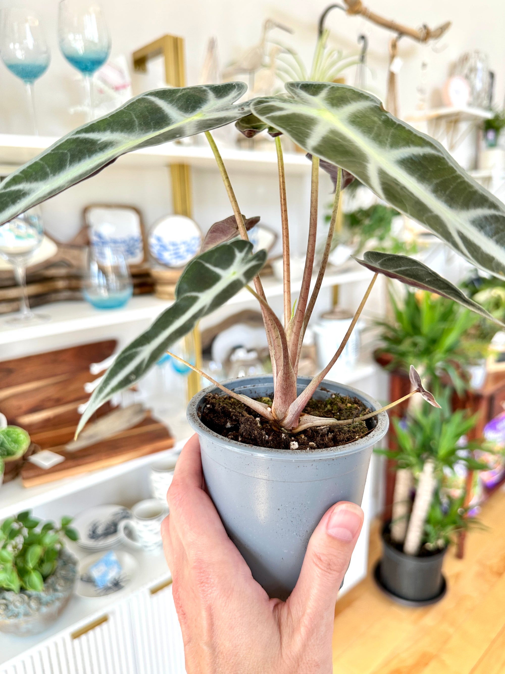 alocasia amazonica bambino