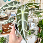 alocasia amazonica bambino